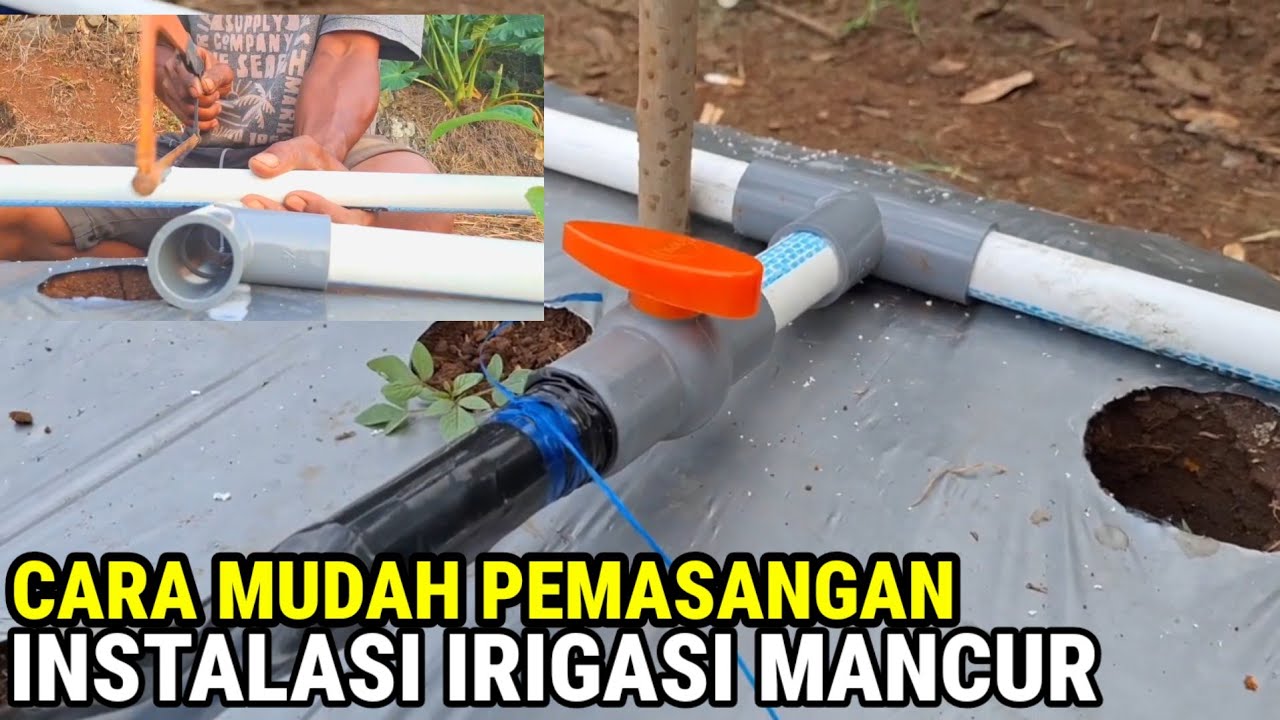 CARA MEMASANGSELANG DRIP YANG EFEKTIF | IRIGASI TETES