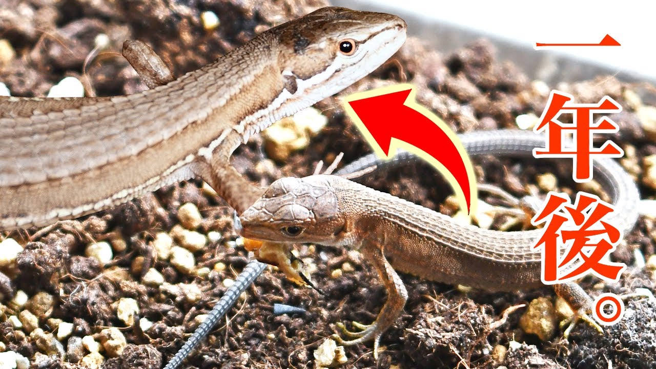 夏に捕まえたカナヘビ、1年後にどれくらい大きくなる？