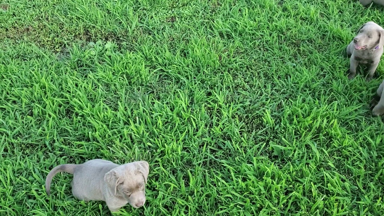 Silver labrador puppies