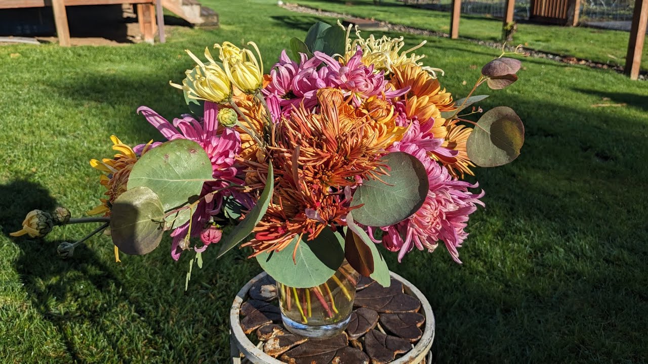 An heirloom chrysanthemum bouquet for Thanksgiving! And vole treatment.