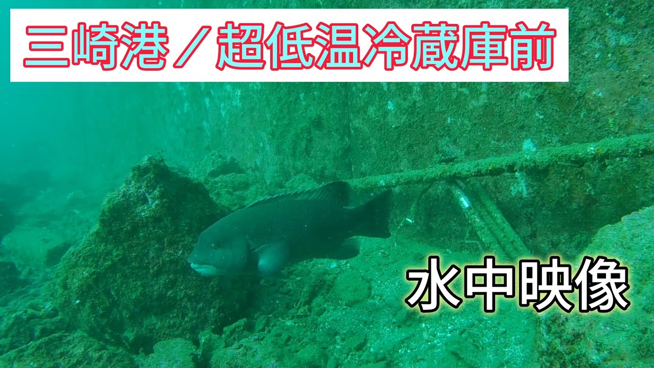 [1月17日]三崎港超低温冷蔵庫前／水中映像  ヤツは居た！#水中映像 