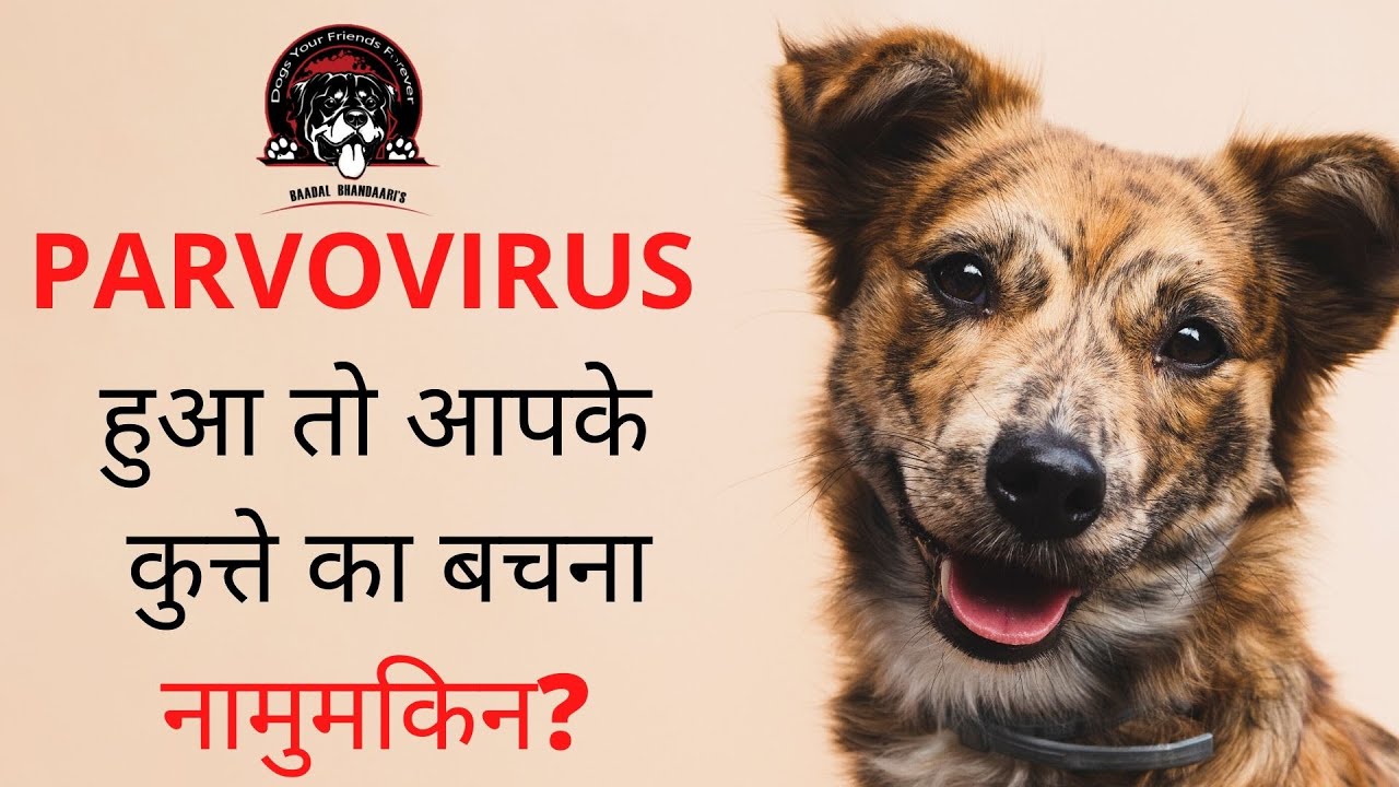 Life of a Dog after PARVOVIRUS! | Dogs Your Friends Forever | Baadal Bhandaari