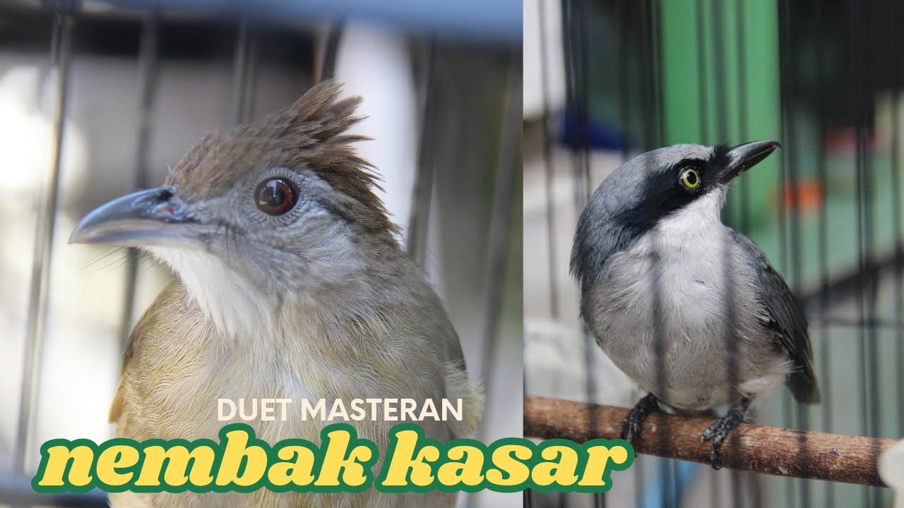 KAPAS TEMBAK GACOR FULL NYECRET VS JINGJING PETULAK GACOR NEMBAK SEJALUR