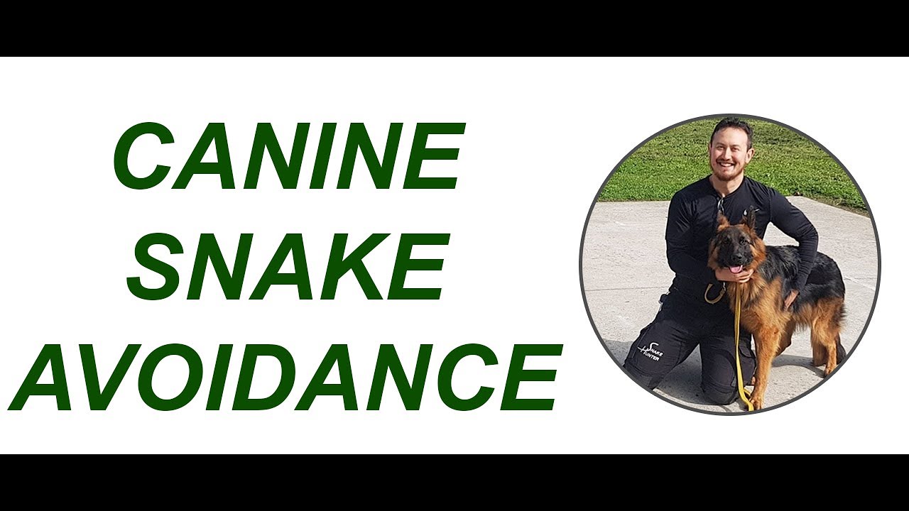 Best Dog Training to Avoid Snakes