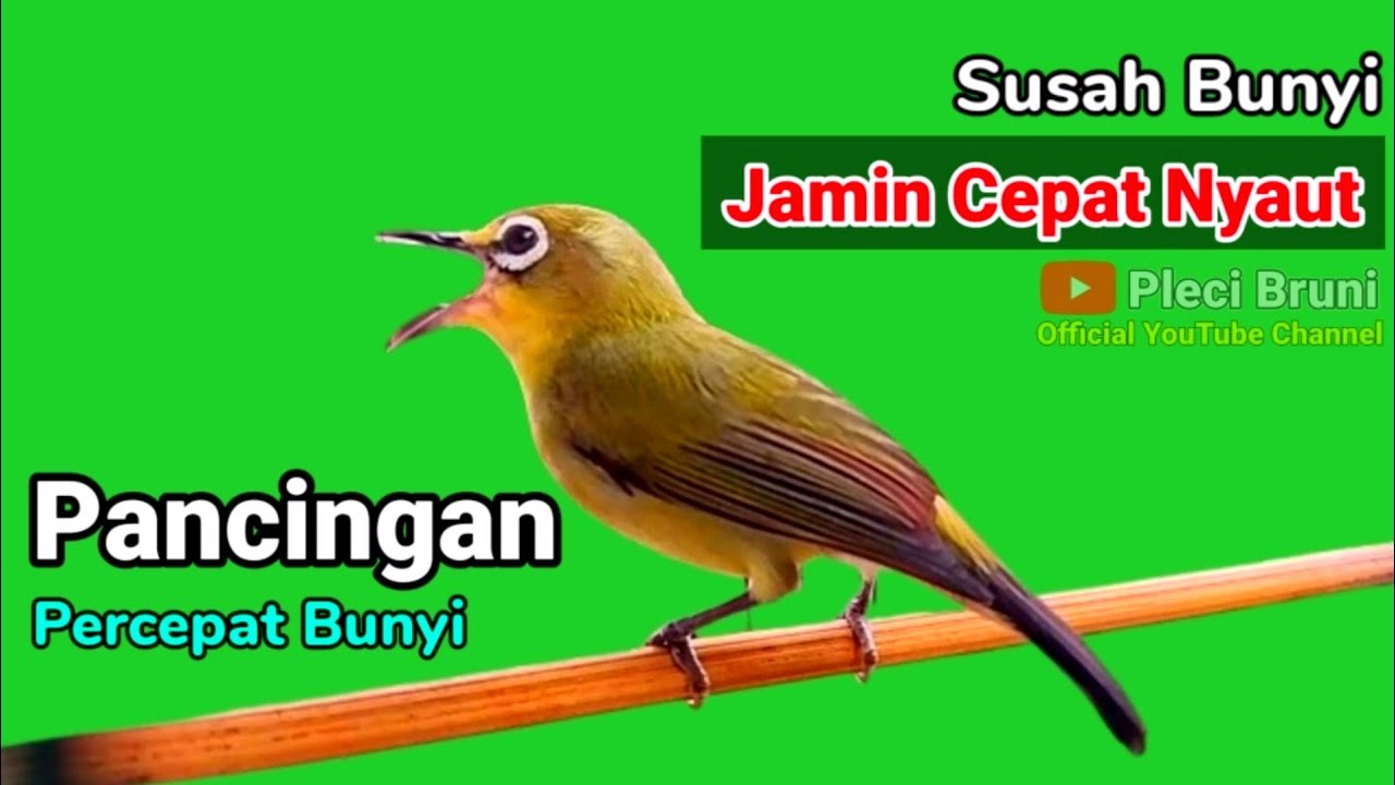 PLECI GACOR suara ngalas - RAJANYA PANCINGAN Hitungan Detik Lawan Emosi & Nyaut