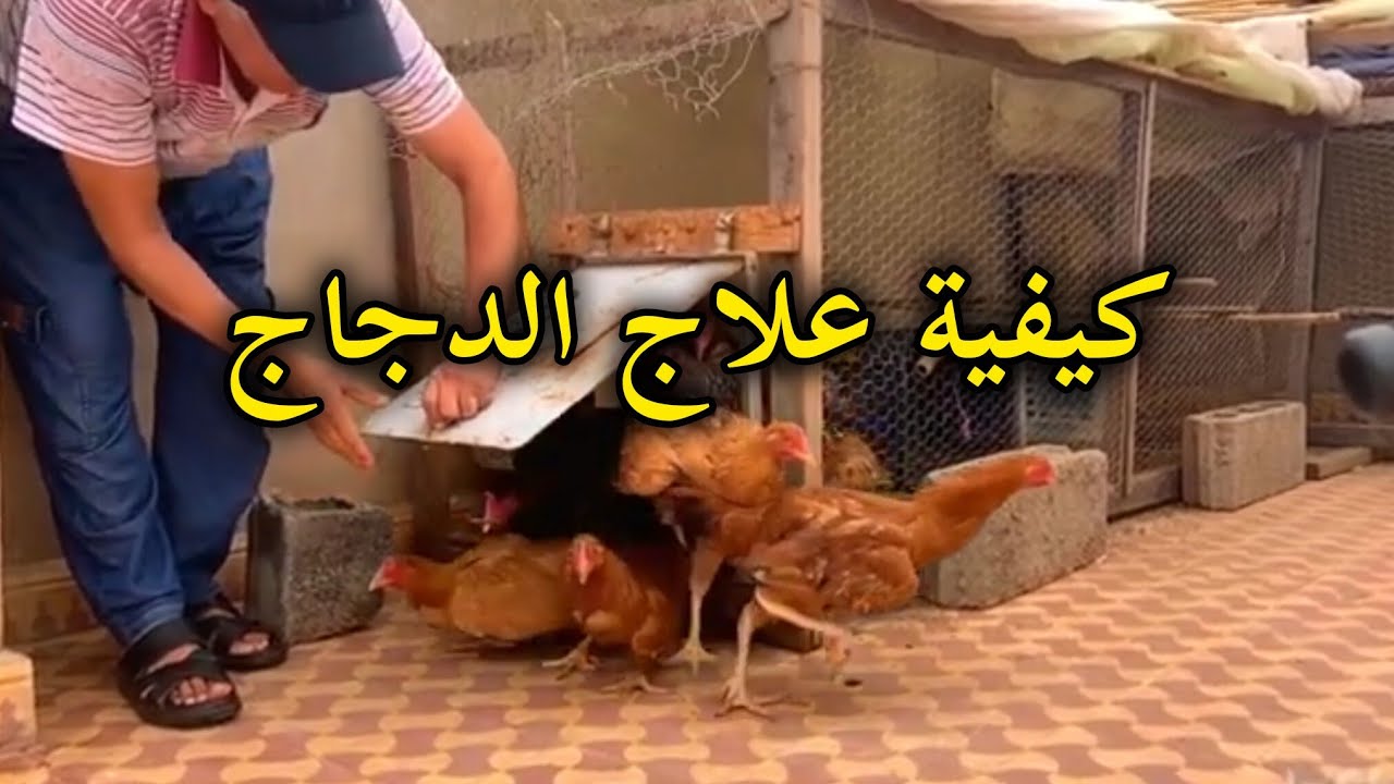 كيفية علاج الدجاج مريض 
