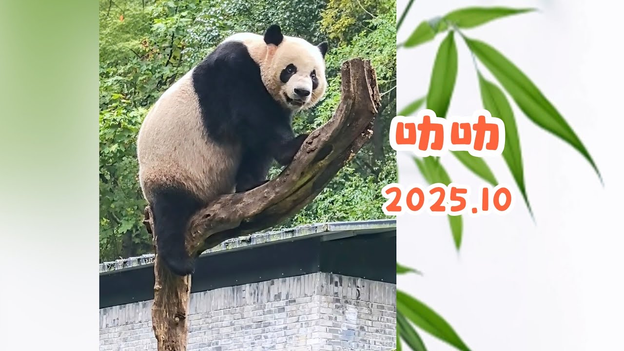 202510 大熊猫叻叻日常集锦（竖版），看叻叻爬高高的树 Giant panda Le Le daily activities, climbing tall tree