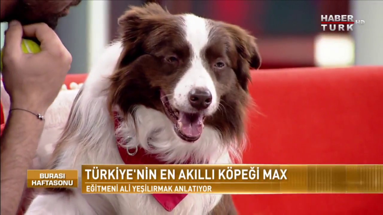 Burası Haftasonu - 14 Ekim 2017 (Türkiye'nin En Akıllı Köpeği Max)