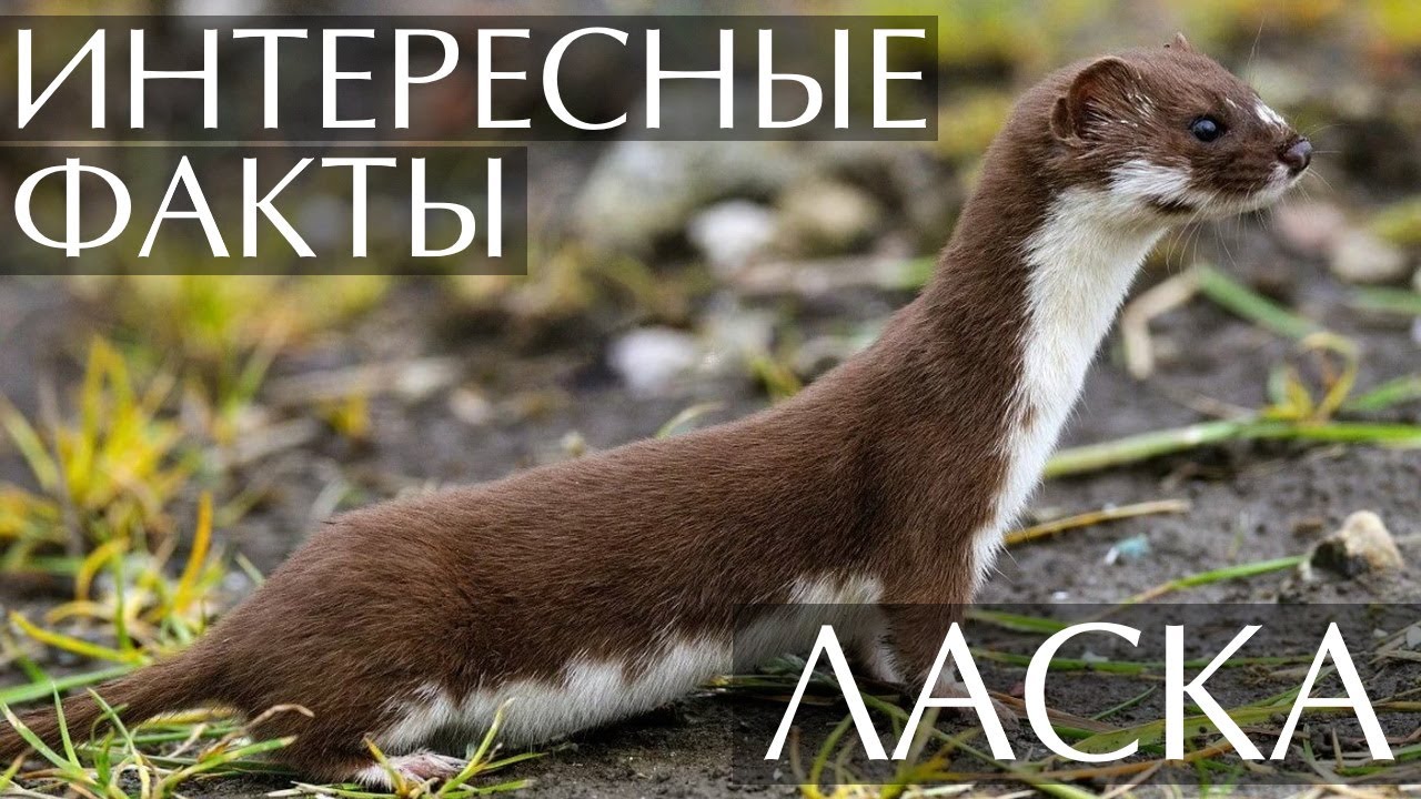 Ласка - интересные факты