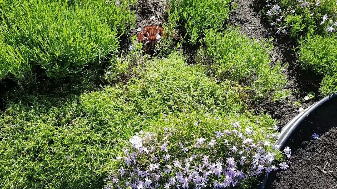 如何修剪地被植物 creeping phlox and candytuft