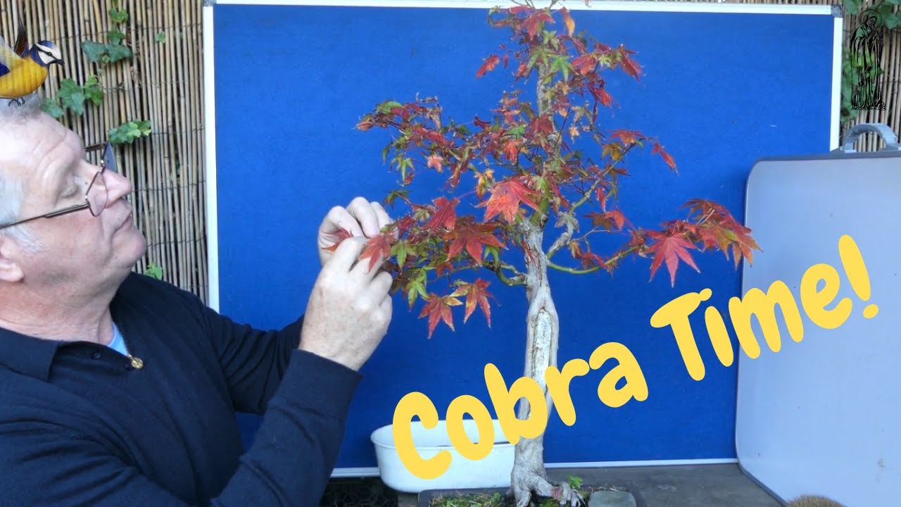 Japanese Maple Bonsai   Autumn Developmental Pruning & Wiring