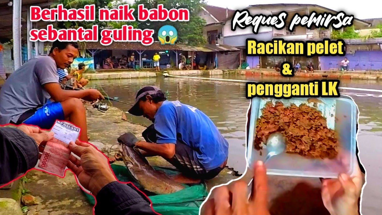 Cara meracik pelet 781 dan pengganti lemak kuda naik babon | umpan ikan lele ampuh