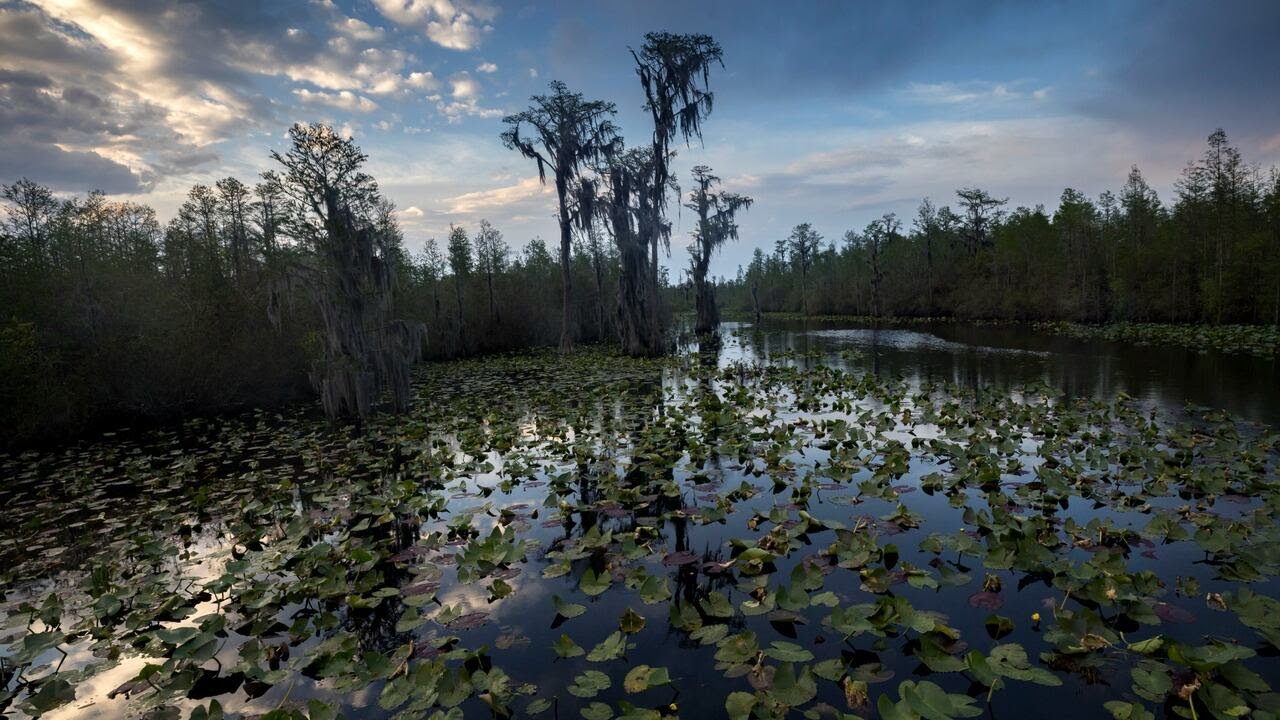 More than 74K people write to Georgia agency to change mining permits near Okefenokee Swamp