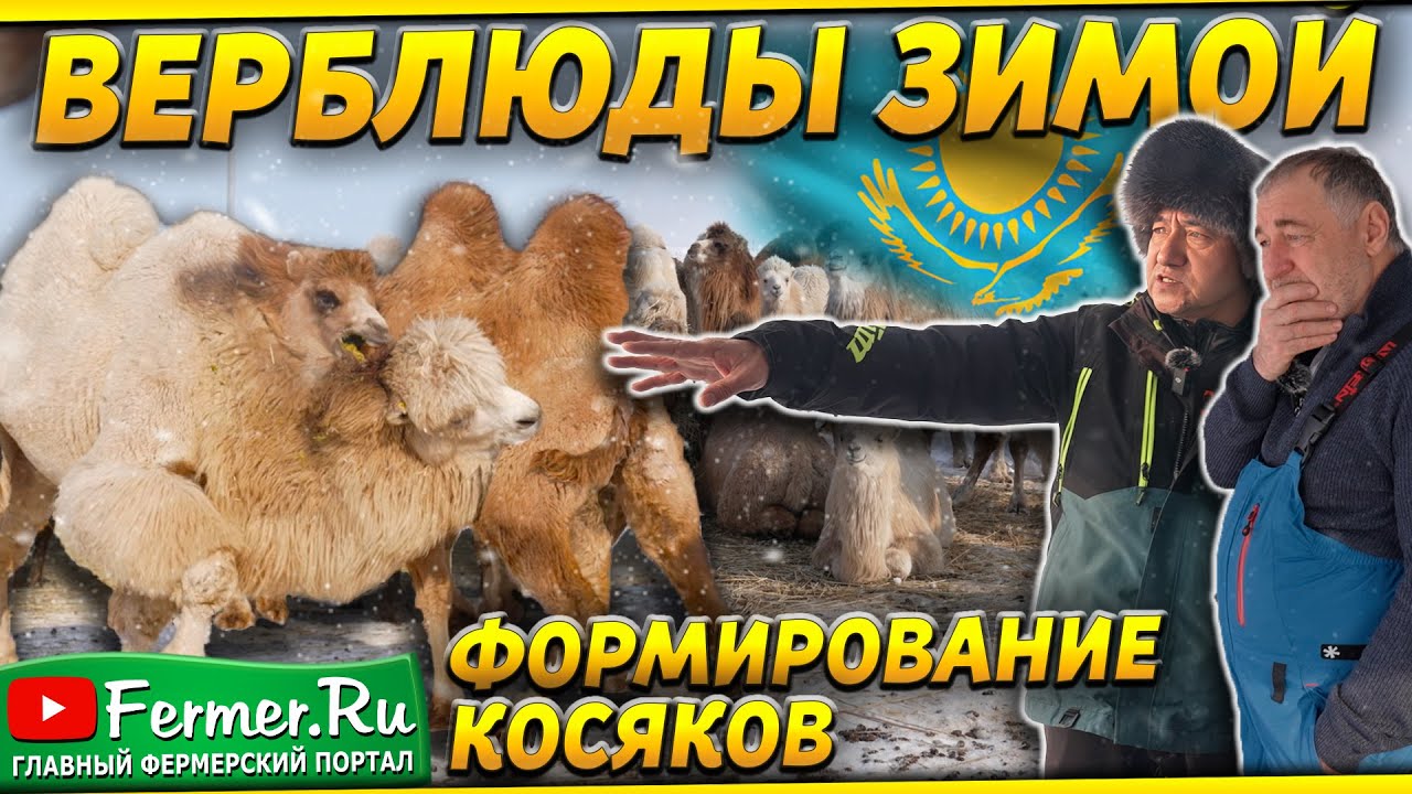 Зимние работы на верблюжьей ферме|Племенные казахские бактрианы|Формирование новых косяков верблюдов