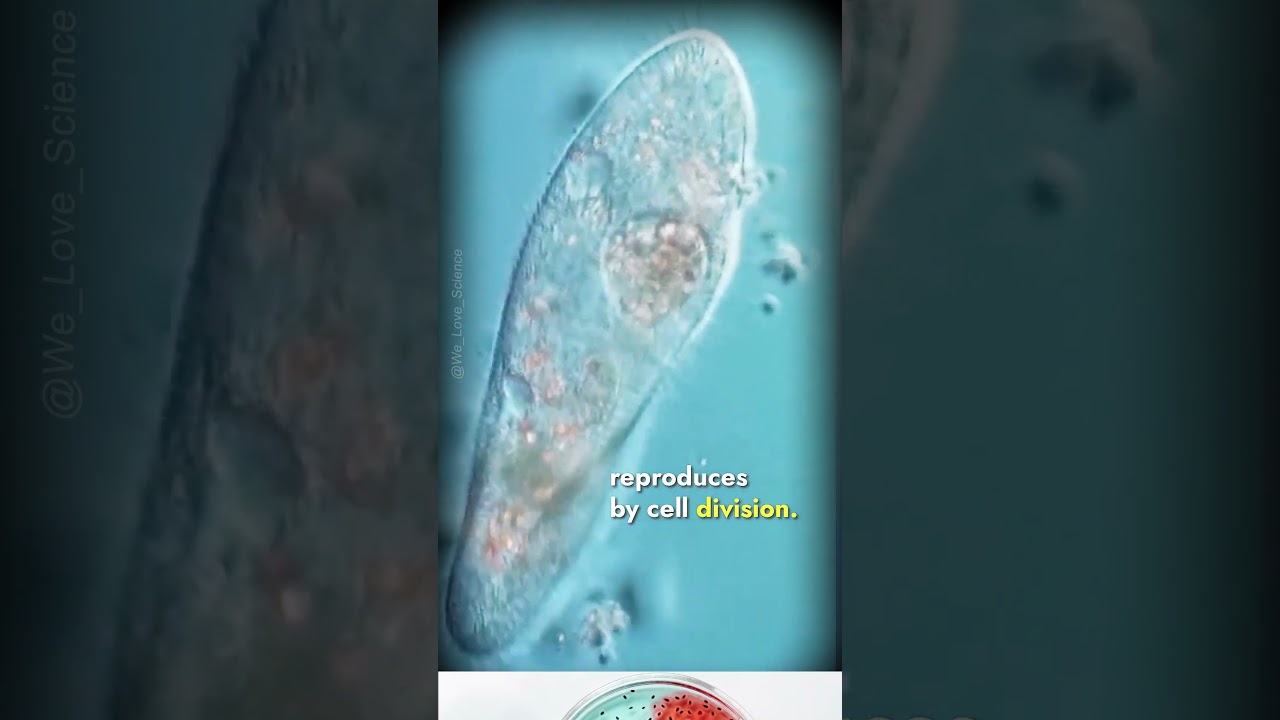 "Paramecium: A Fascinating Water Microorganism with Unique Reproductive Abilities"