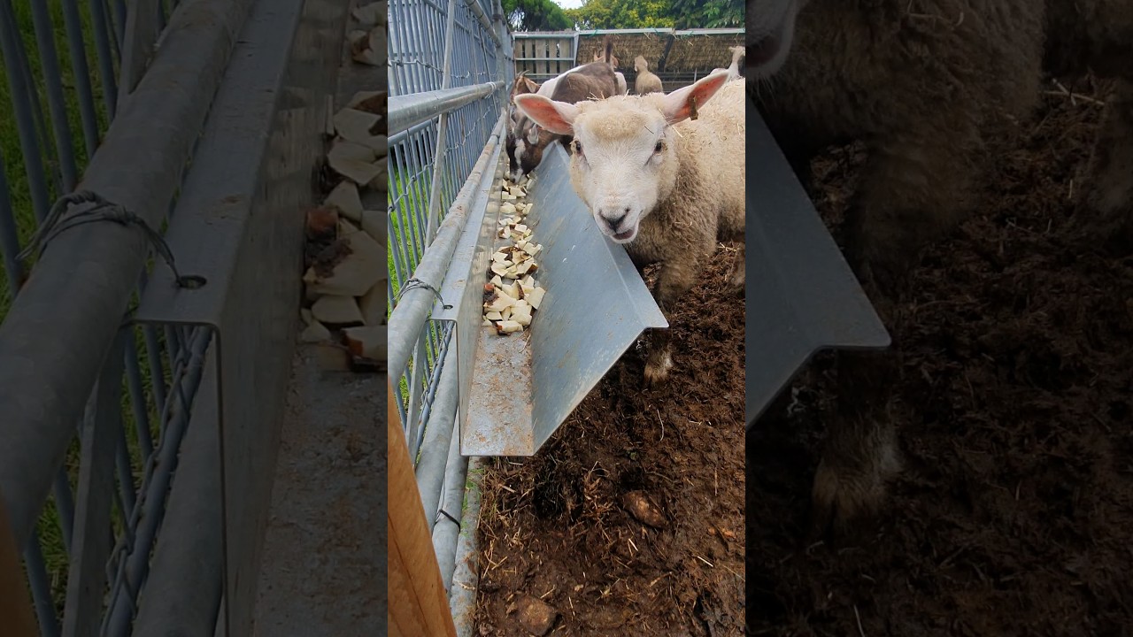 Incase you need your day brightening, here is a lamb scoffing sugar beet #cute #babylamb #sheep #pet