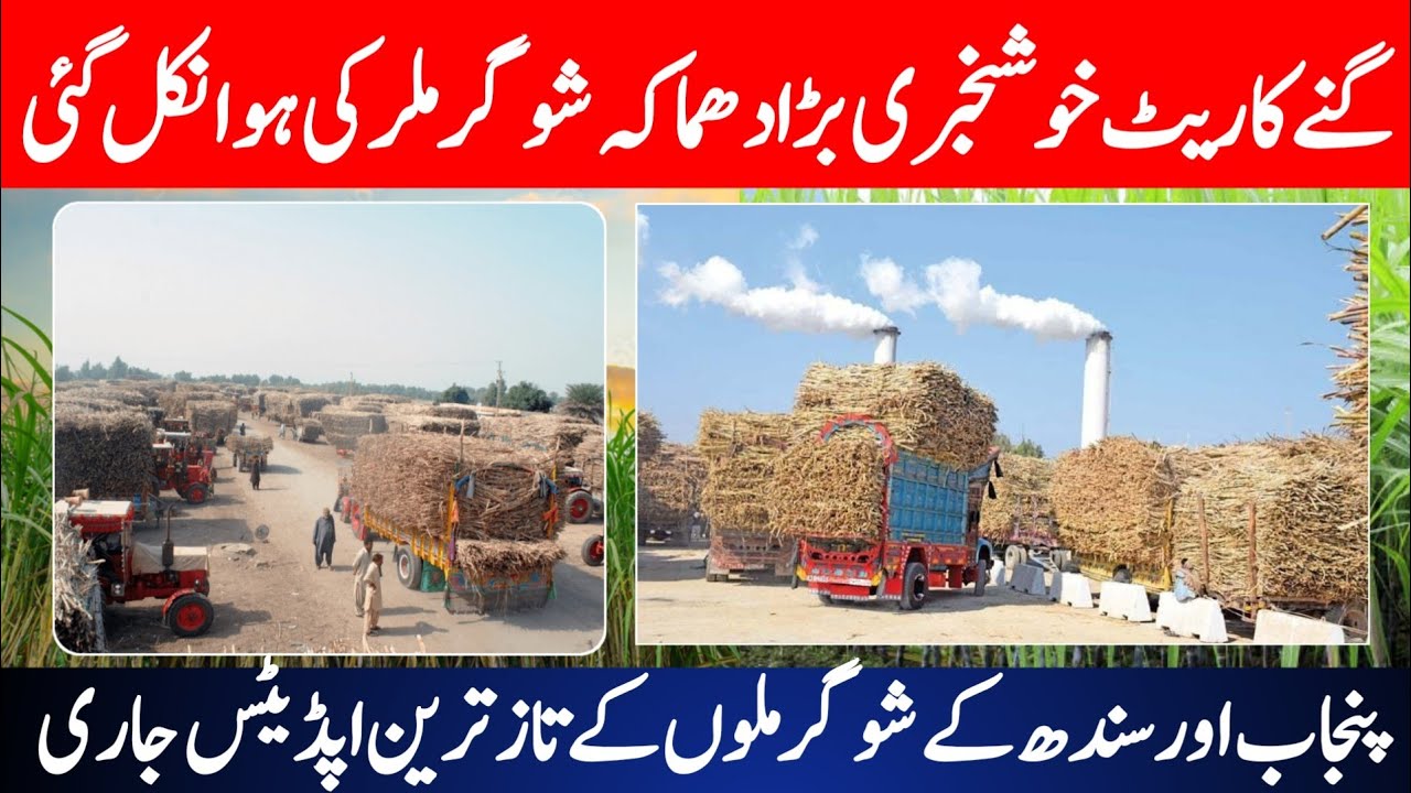 Sugarcane Rate Today in Pakistan | Sugar Mills Latest Update | Big Increase Coming Soon