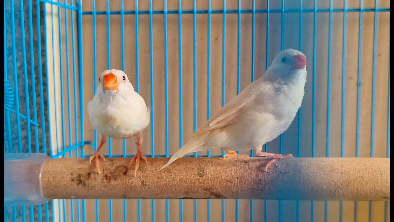 White 🐤 Zebra Finch Live | Cute Birds Chirping 🐤 | Relaxing Bird SoundsI Rio and Ronnie with Shivya