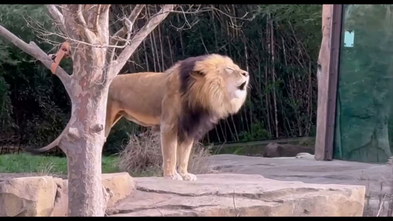John the Lion Letting Everyone Know He's Here - Cincinnati Zoo