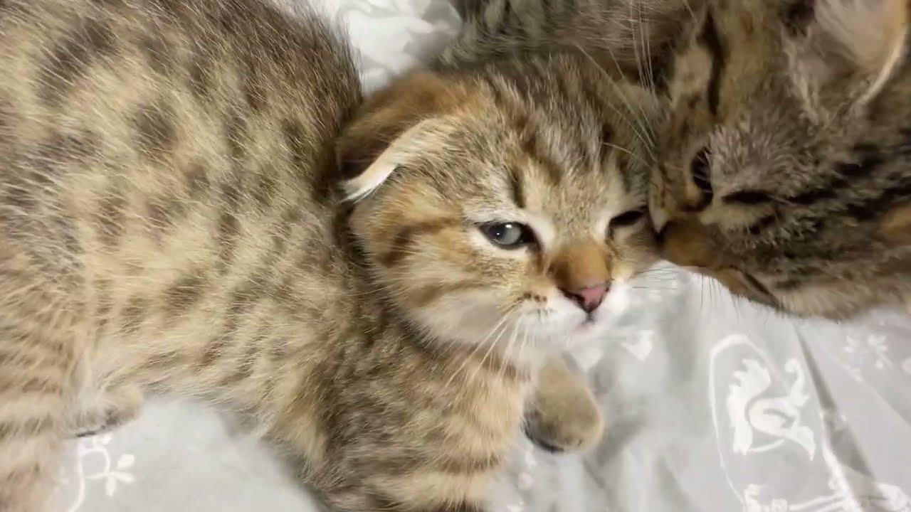 Лиора няньчат 4 няньки 😁