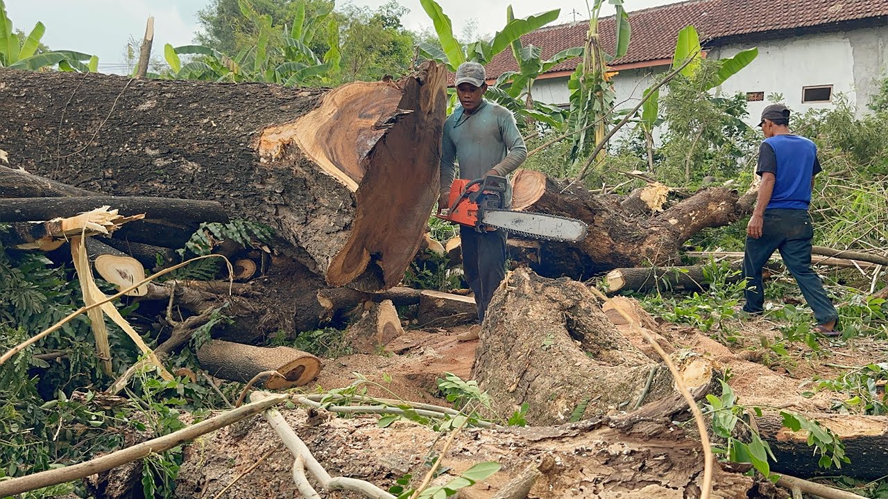 In the Rain... Cut down 2 old trees near the village house ‼️