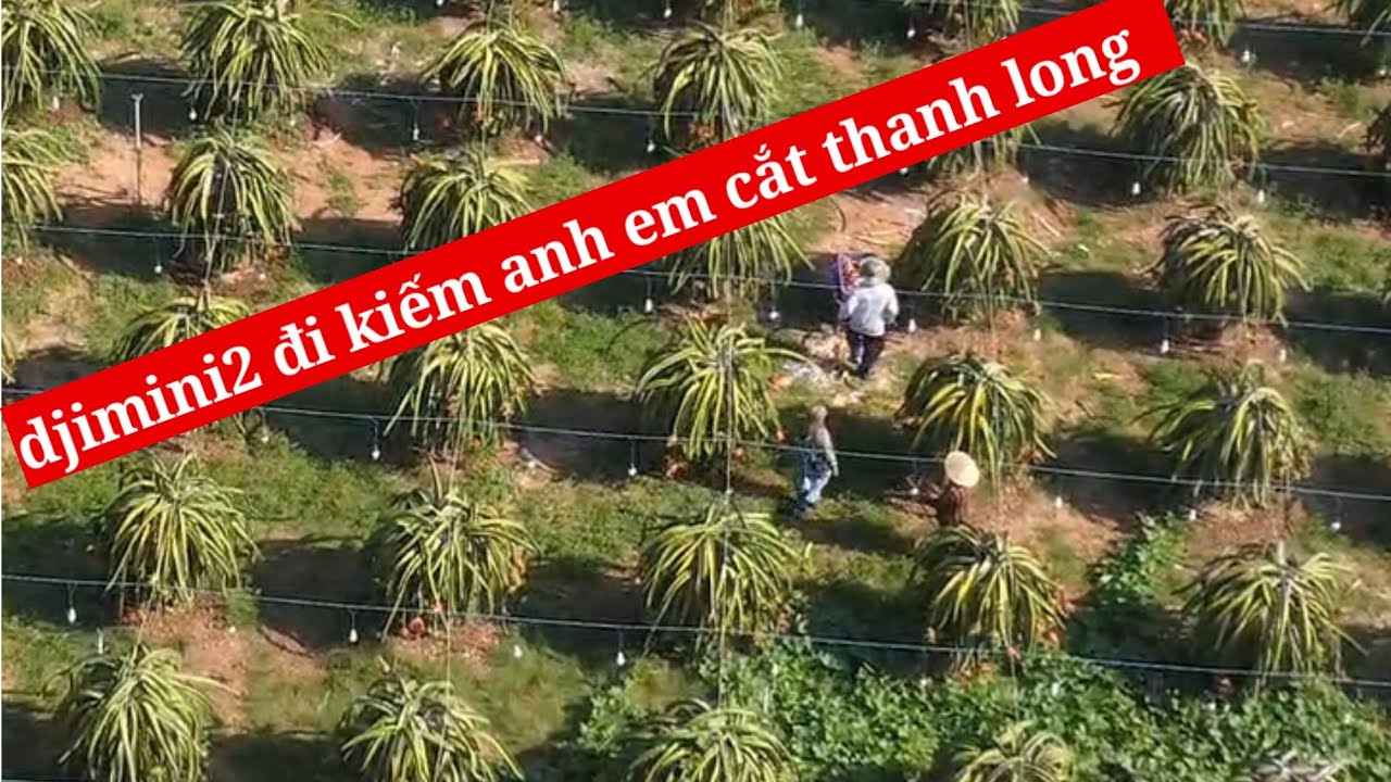 djimini2 quay kiếm anh em cắt thanh long