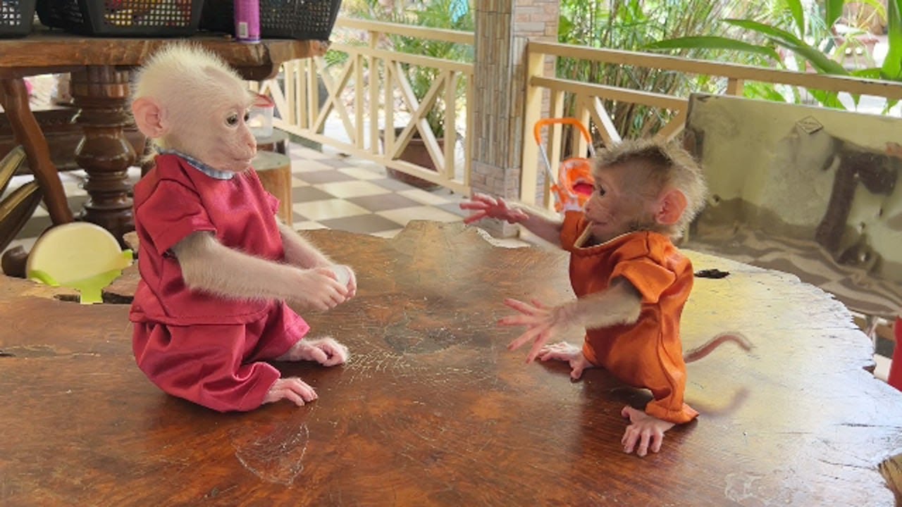 Tiny Titas Extrmely Strange Gesture Anqry Pavpav Grab His Pacifier