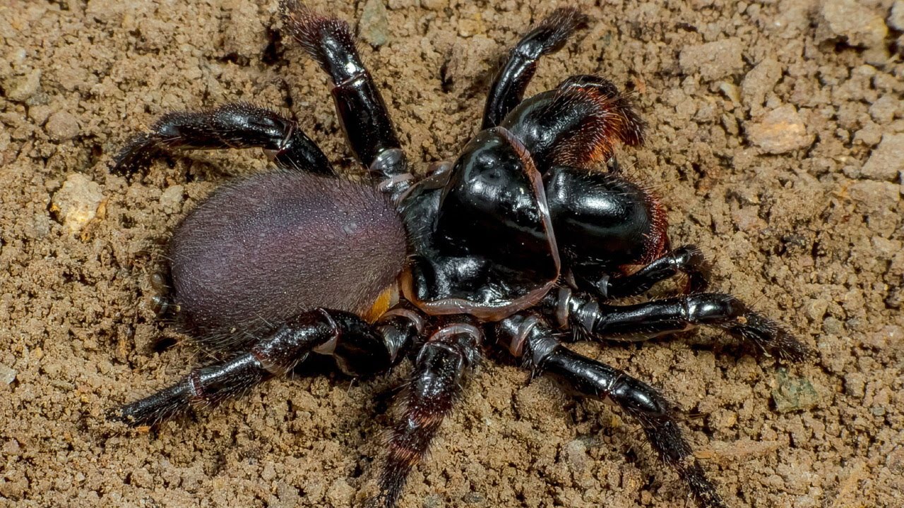 Jaki jest temperament pająka Missulena?🕷️