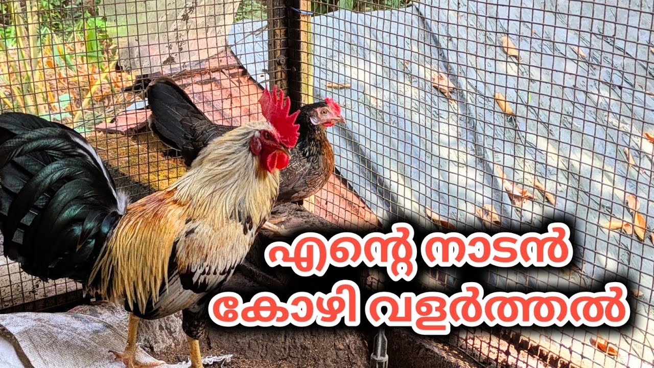 എന്റെ നാടൻ കോഴികൾ | Nadan Kozhi Valarthal at home