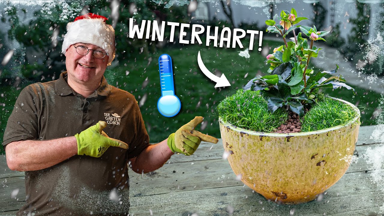 Diese Pflanze überlebt den Winter! ❄️ - Christrosen pflanzen und pflegen