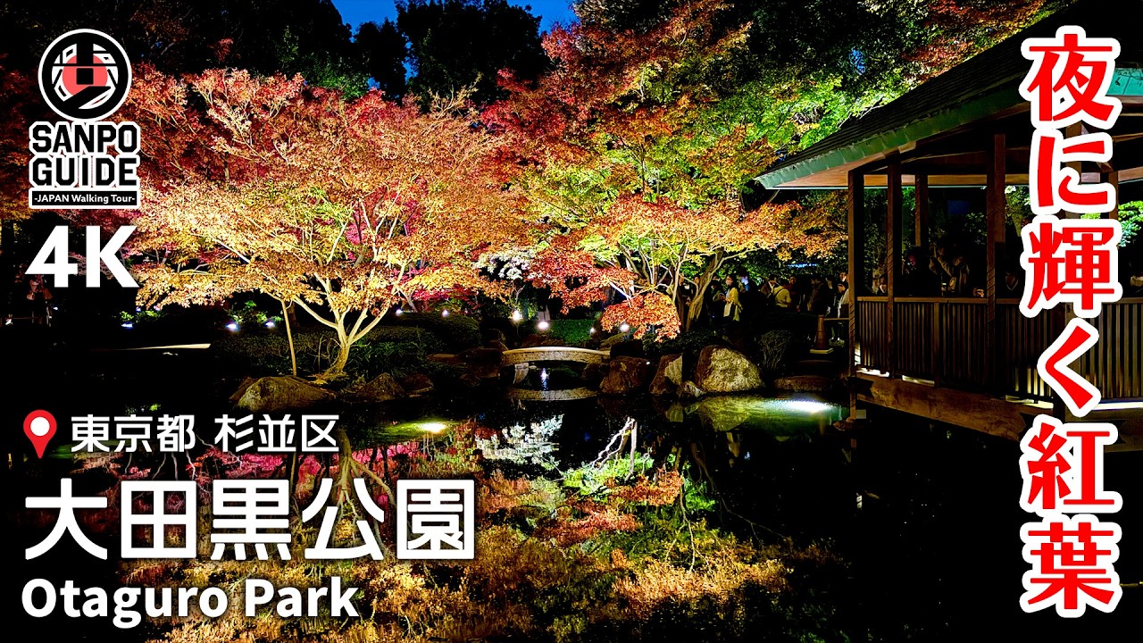 【荻窪・大田黒公園】ライトアップされた紅葉に感激！  4K｜東京散歩