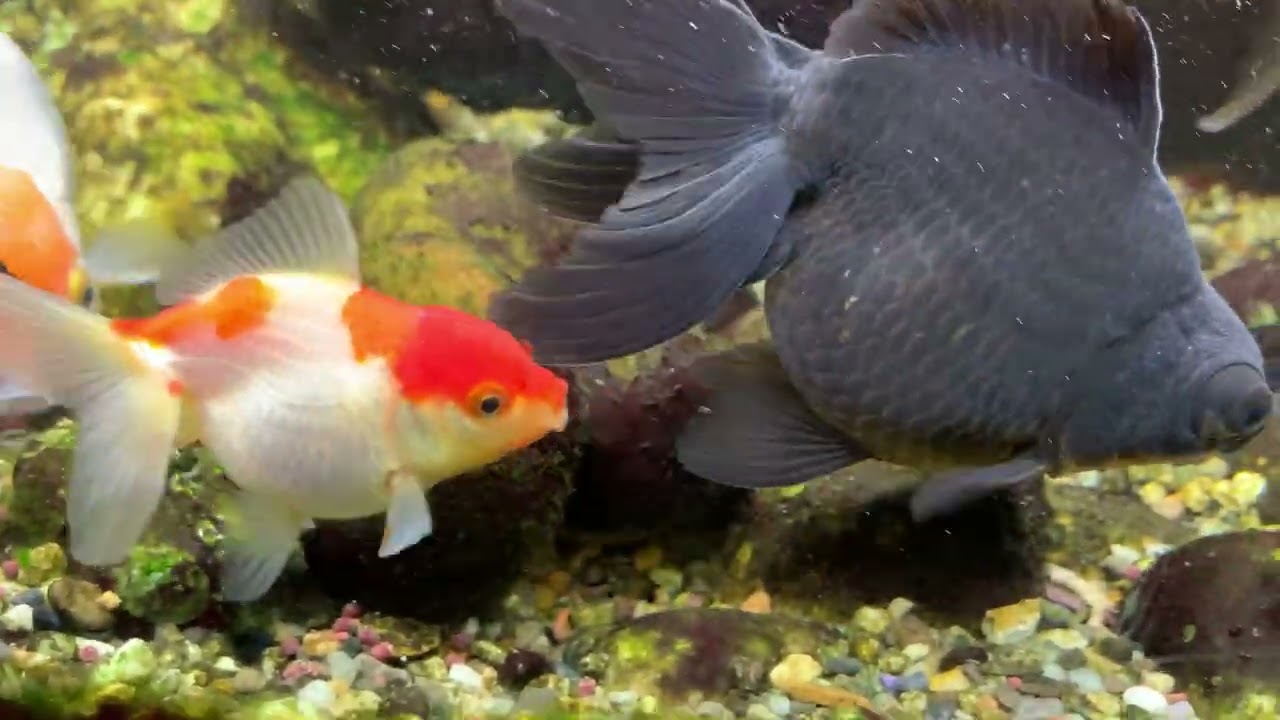 Fancy Goldfish Eating Sinking Pellets 