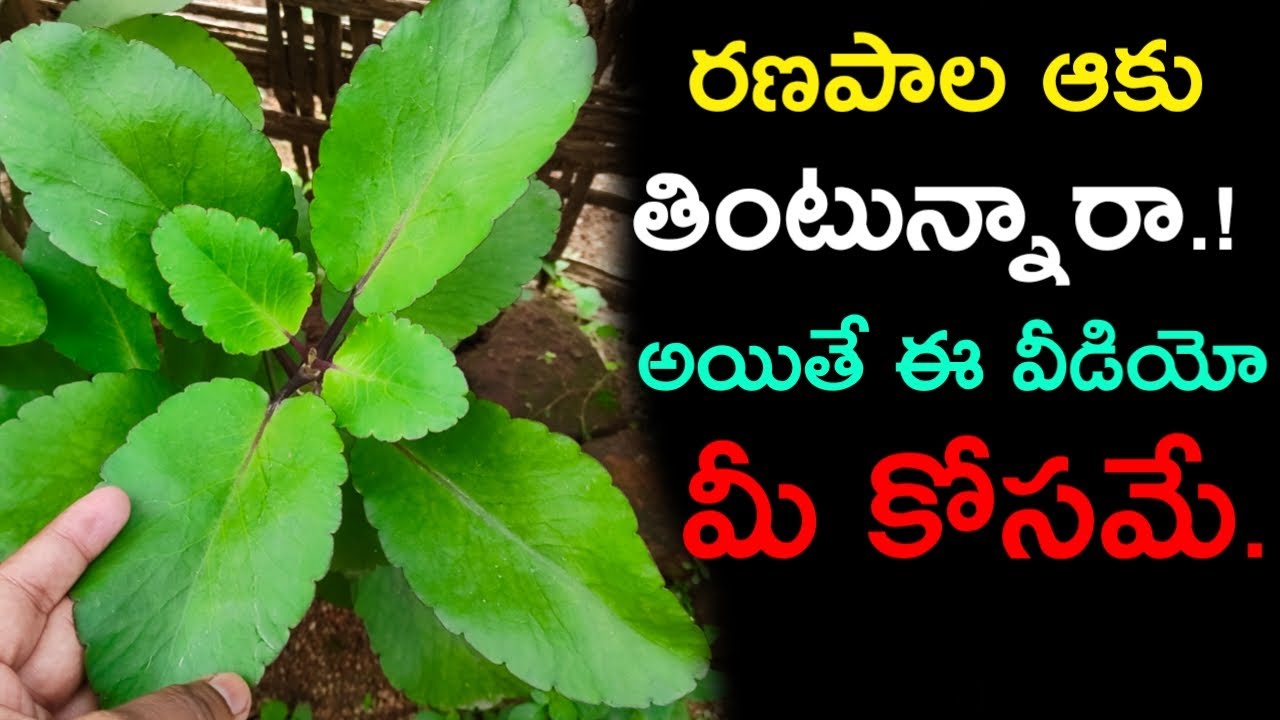 రణపాల ఆకు తింటున్నారా.! అయితే ఈ వీడియో మీ కోసమే. || Ranapala mokka upayogalu in telugu