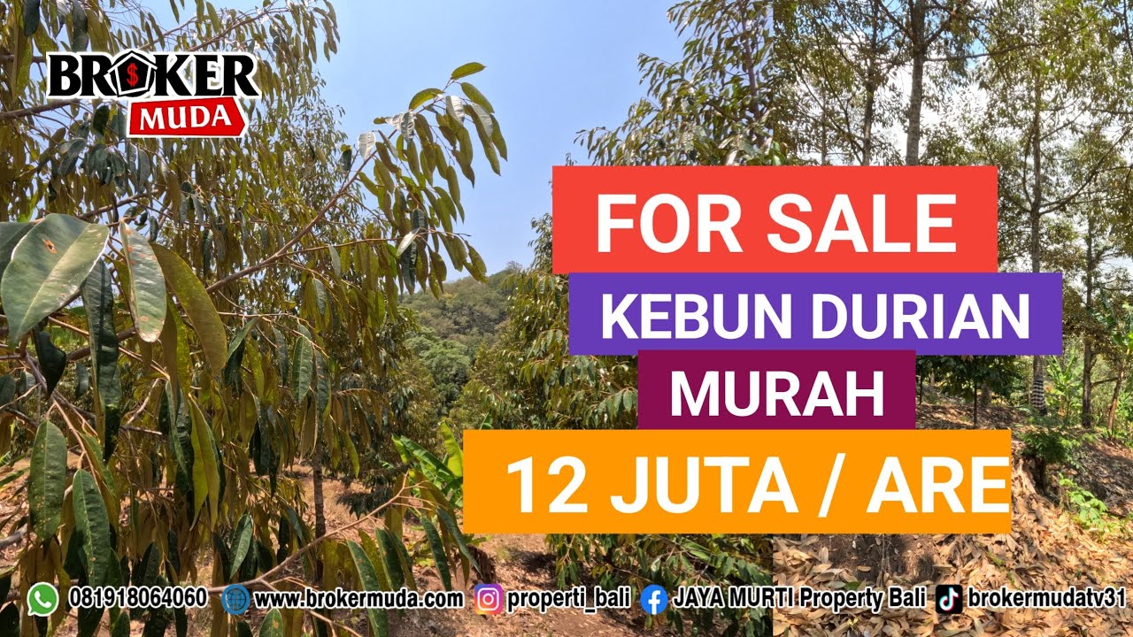 DIJUAL KEBUN DURIAN MURAH KAWASAN BALI UTARA