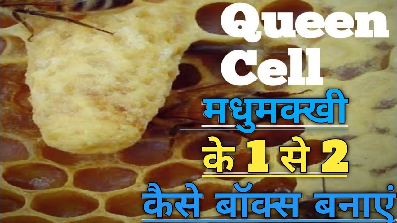 Queen cell !! Bee division !! Bees division in hindi !! Queen cell in hindi !! Himalayan beekepers