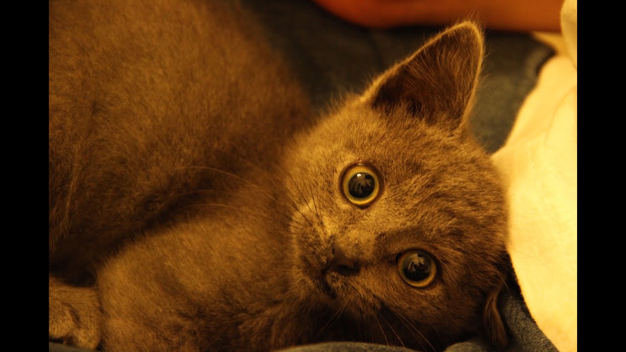 Cat Claw Trimming Pt III-Kitten