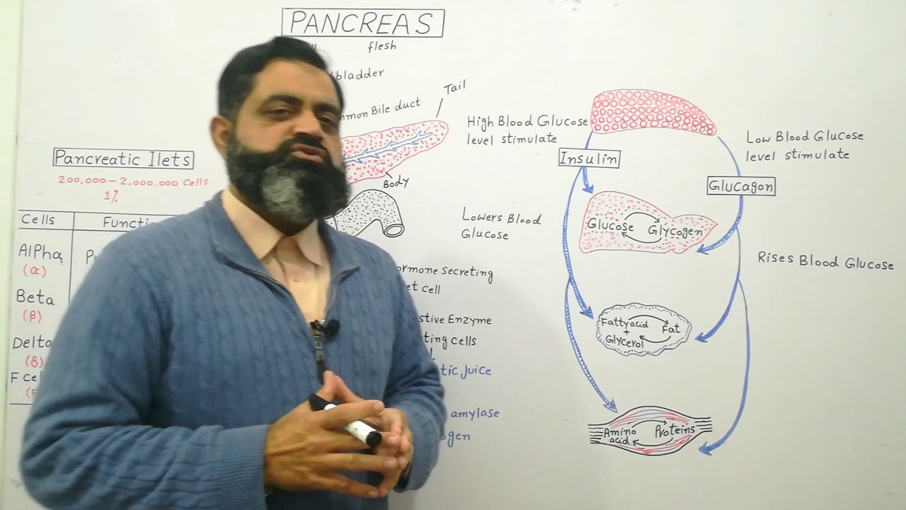 Pancreas Urdu/Hindi medium @prof.masoodfuzail| Structure of  Pancreas | Functions of  Pancreas