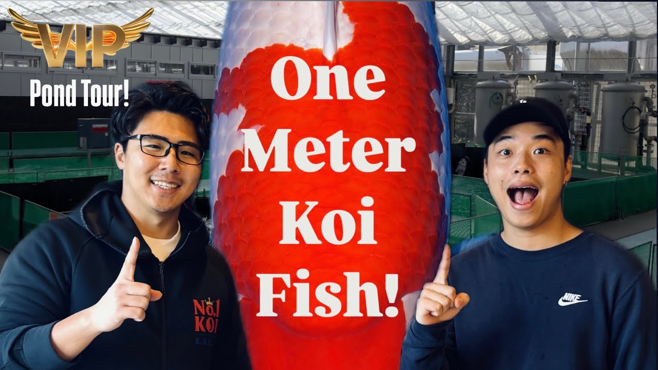 The Biggest Koi Dealership Narita Koi Farm (UNEXPECTED!)