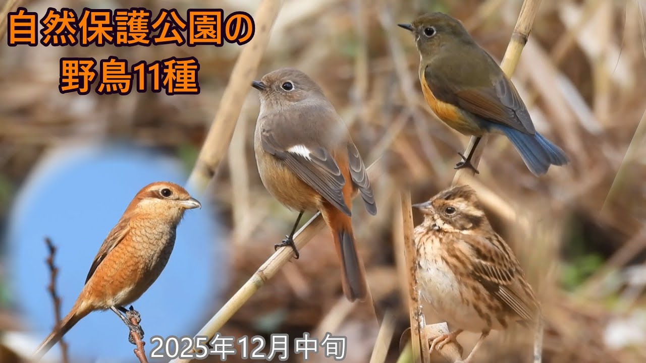 冬の可愛い小鳥（ジョウビタキ　ルリビタキ　モズ　カシラダカ　アオジ　ホオジロなど）