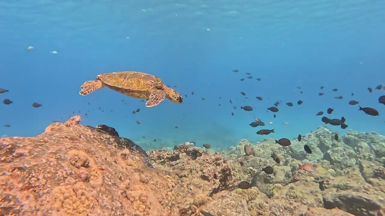 Sea turtle paradise 🙌♥️ at Kahe Point beach park Oahu Hawaii #hawaii #divng #seaturtle #snorkeling 