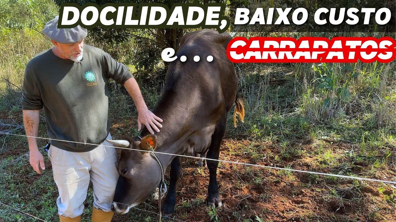 Criar gado JERSEY: vantagens e desvantagens