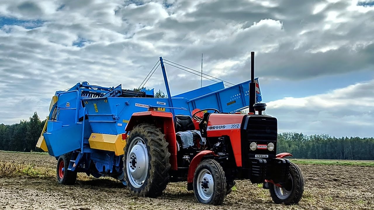 🔥🔥Wykopki ziemniaków z Anną🥔🥔2025 Ursus 3512 & Anna Z-644🔥🔥