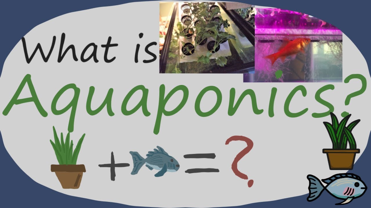 What is Aquaponics and Why Does It Matter?