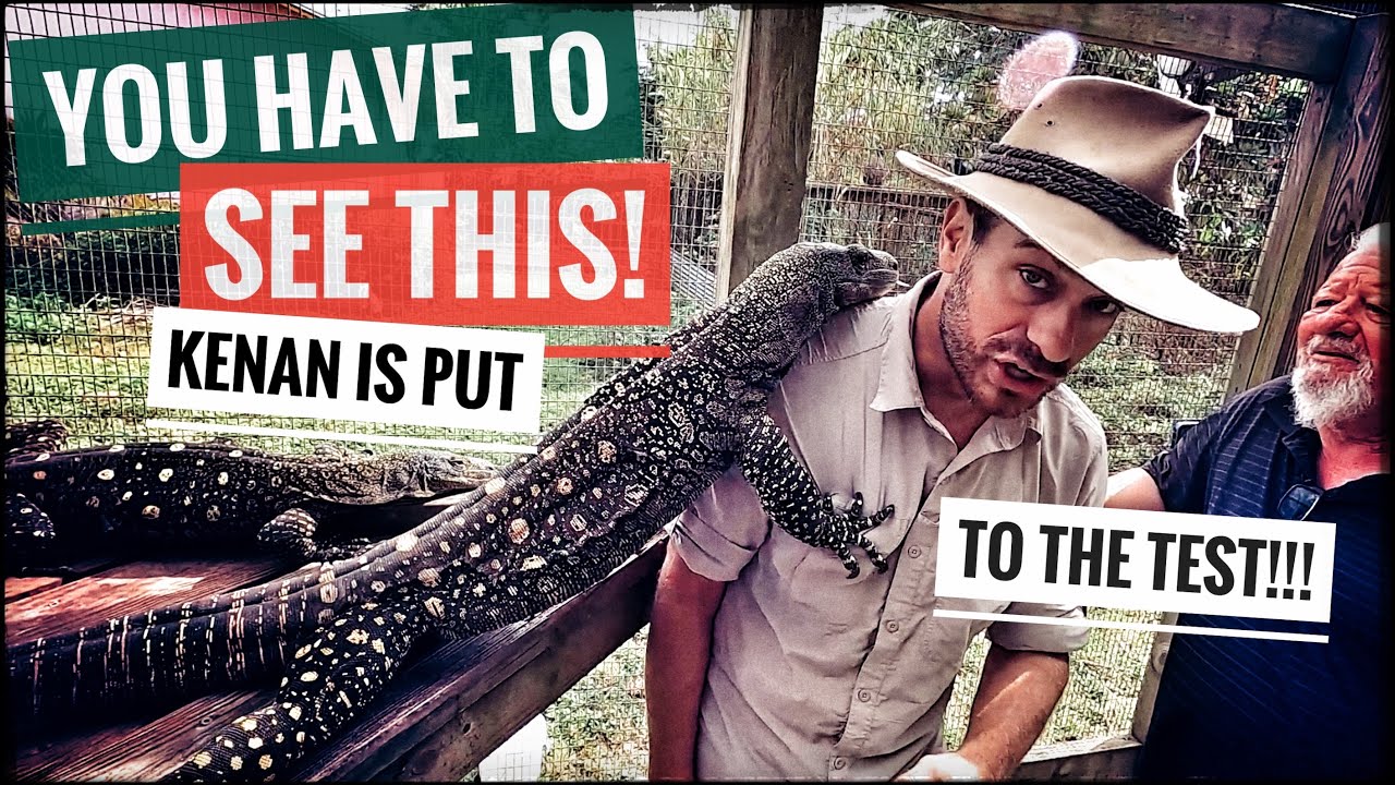 Shockingly Tame Croc Monitors & Caiman!