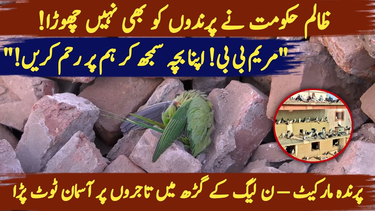 Lahore's Bhaati Gate Bird Market Demolished: Traders' Lives & Birds Buried Under Debris