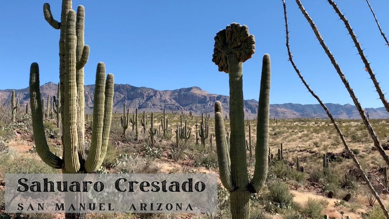 SAHUARO CRESTADO || Supervivencia Sonora