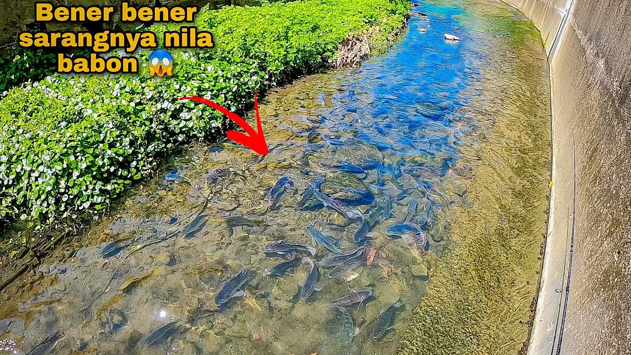 GANAS ..! Mancing Ikan Gabus Di sarangnya ikan Nila Babon Umpan Jatuh Langsung Di Sambar