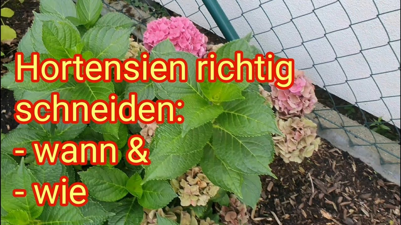 Hortensien richtig schneiden - wann & wie | Schnittgruppe 1: Bauernhortensie, Tellerhortensie