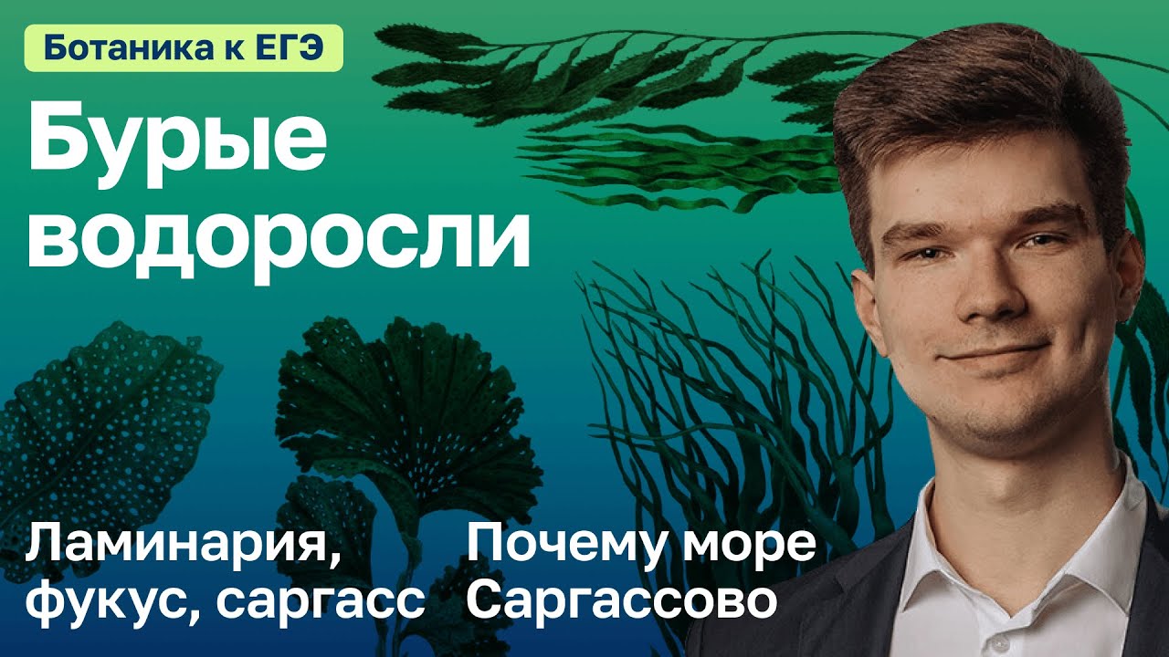 7.35. Бурые водоросли. Ламинария, фукус, саргасс  | Ботаника к ЕГЭ | Георгий Мишуровский