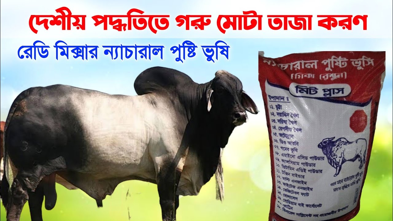 দেশীয় পদ্ধতিতে গরু মোটাতাজাকরণ | Beef fattening in Bangladesh | রেডি মিক্সচার ন্যাচারাল পুষ্টি ভুষি